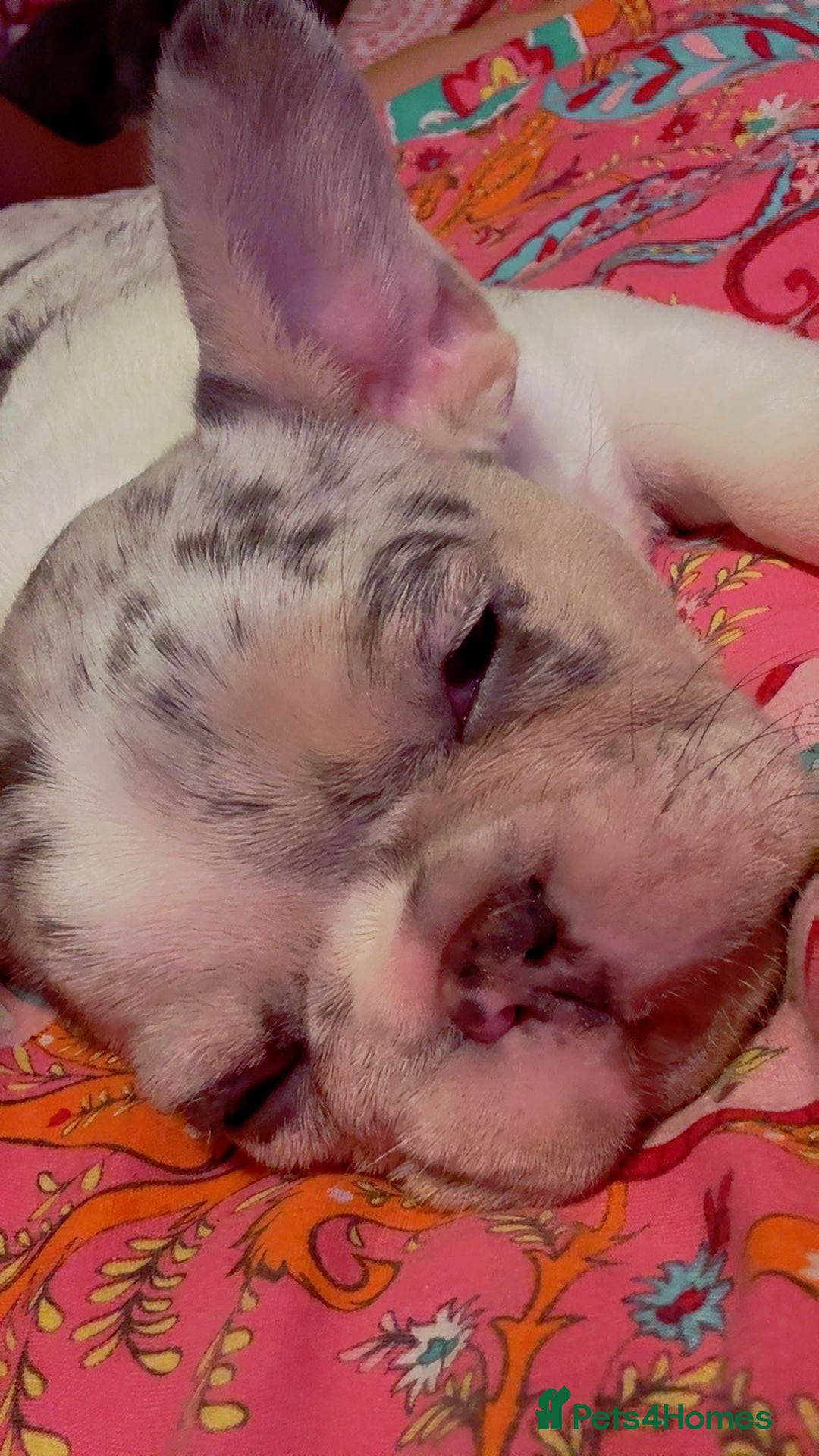 French Bulldog dogs for sale: French bulldog **  - Image 4