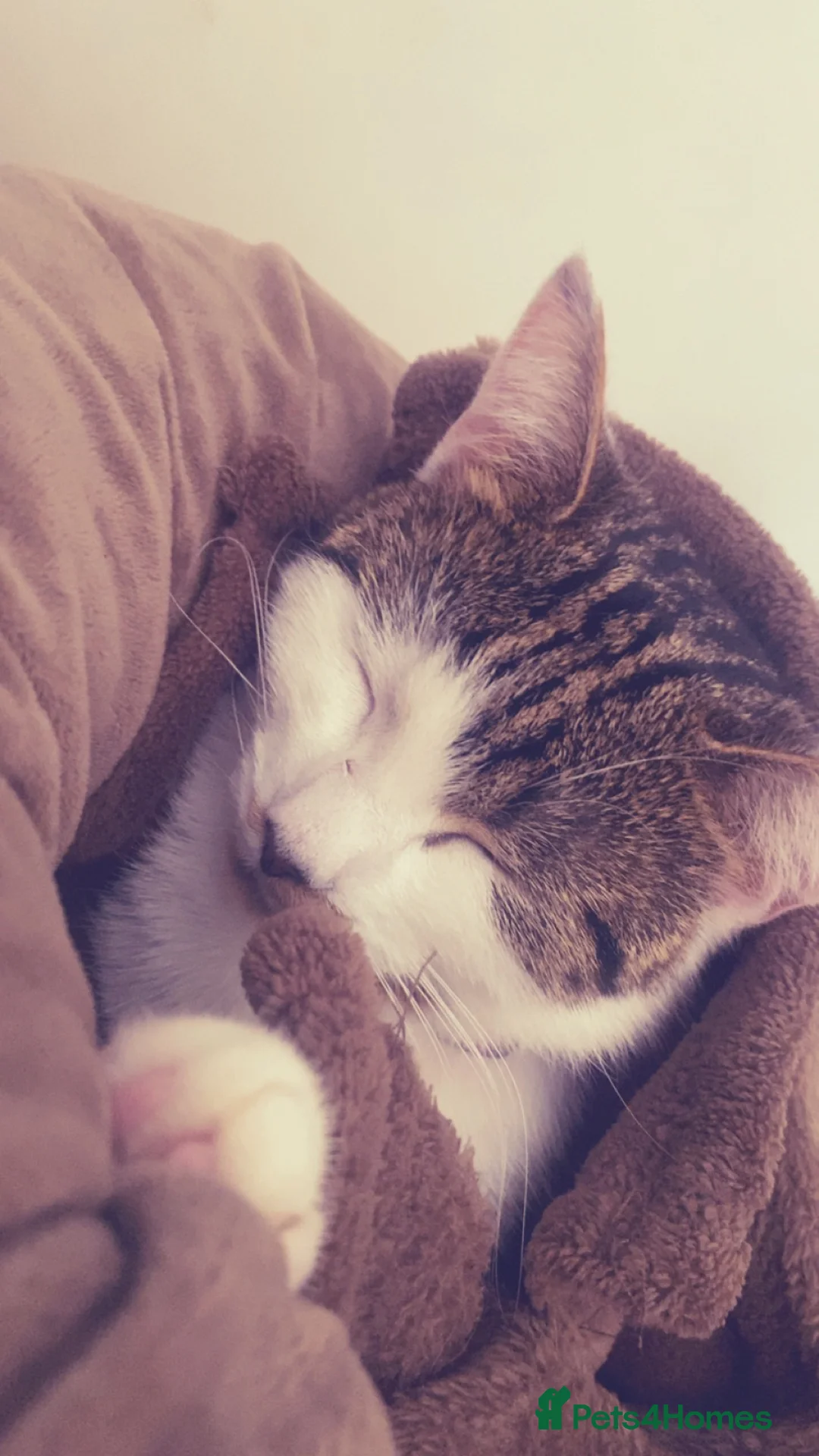 Mixed Breed cats for sale: Layla (tabby cat) in Birmingham - Advert 3