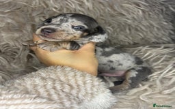 Miniature Dachshund dogs for sale: Perfecf kc true miniature dachshunds - Image 11