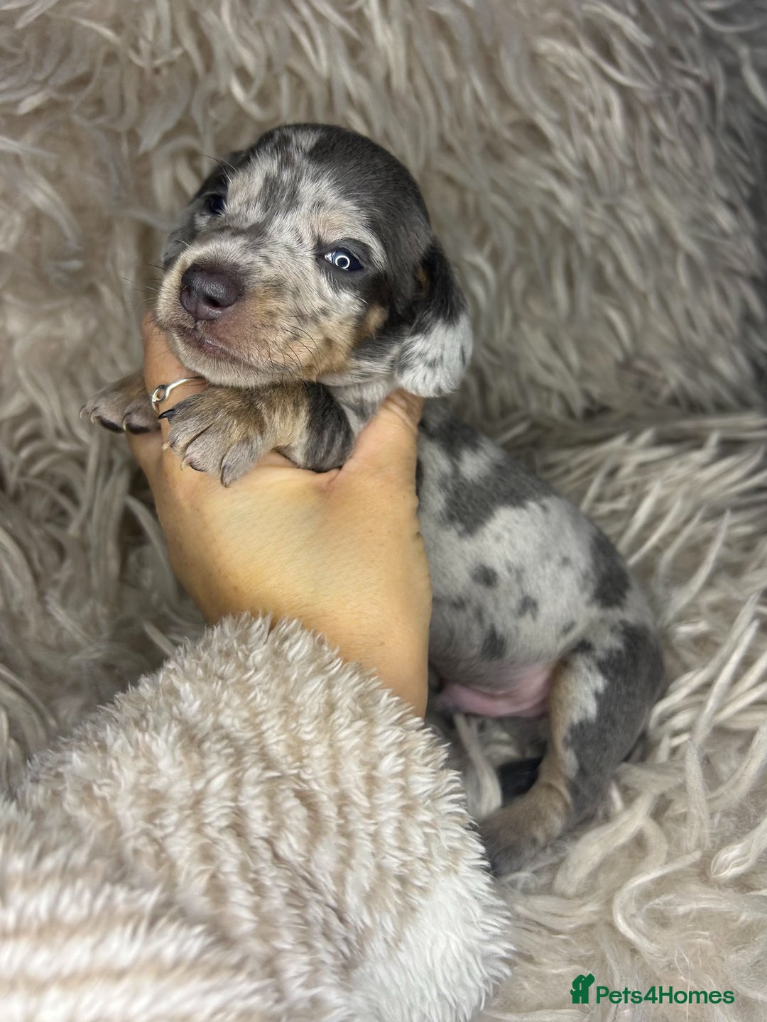 Miniature Dachshund dogs for sale: Perfecf kc true miniature dachshunds - Image 11