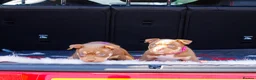 American Bully dogs for sale: ✨ Stunning ABKC Pocket Bully Puppies ✨ - Advert 9