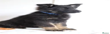 German Shepherd 5