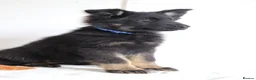 German Shepherd dogs for sale: German Shepherd - Advert 15