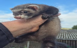 Ferret rodents for sale: Ferret kits two silver girls and one sable boy - Image 3