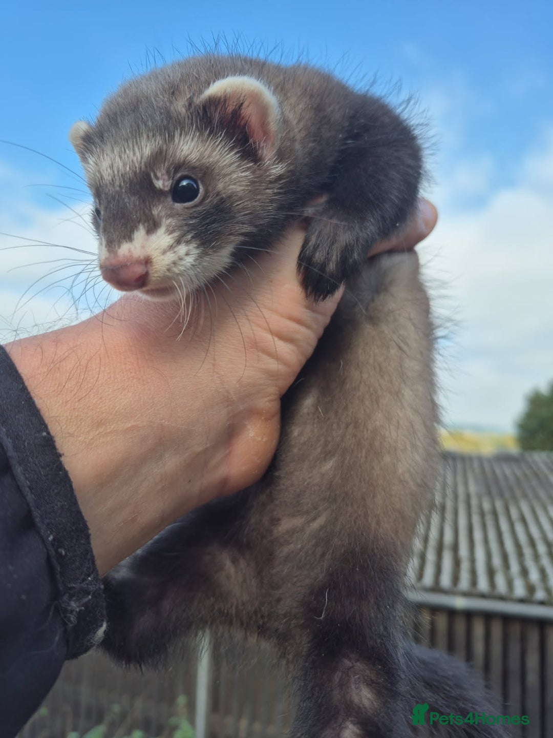 Ferret rodents for sale: Ferret kits two silver girls and one sable boy - Image 3