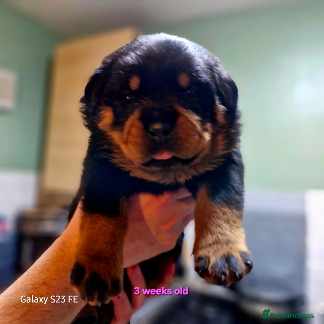 Rottweiler dogs for sale: LEGACY'S IN THE MAKING!! REX & MAGIC - Advert 10