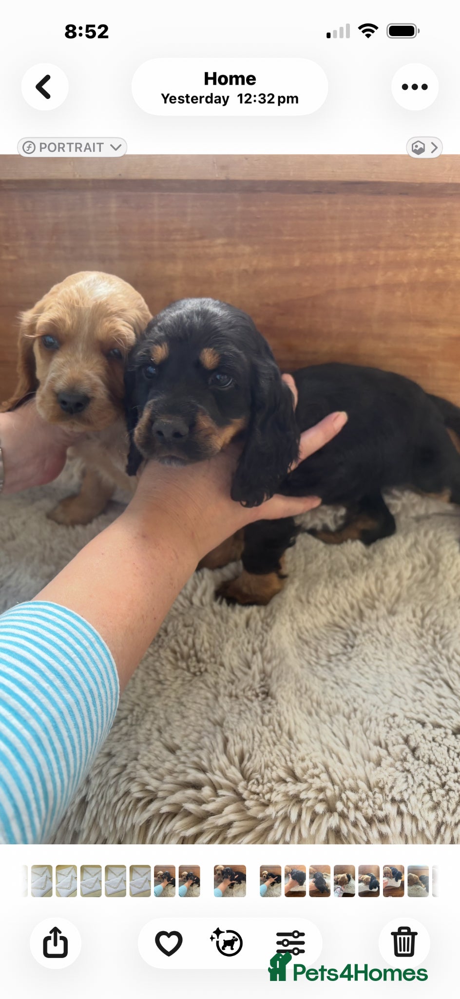 Cocker Spaniel dogs Cocker spaniel puppies for sale  - Advert 8