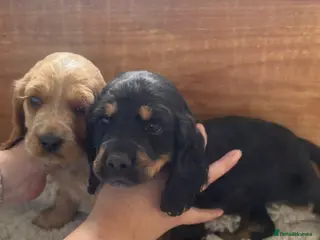 Cocker Spaniel dogs Cocker spaniel puppies for sale - Advert 8