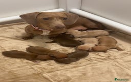 Miniature Dachshund dogs for sale: Miniature daschunds - Image 4