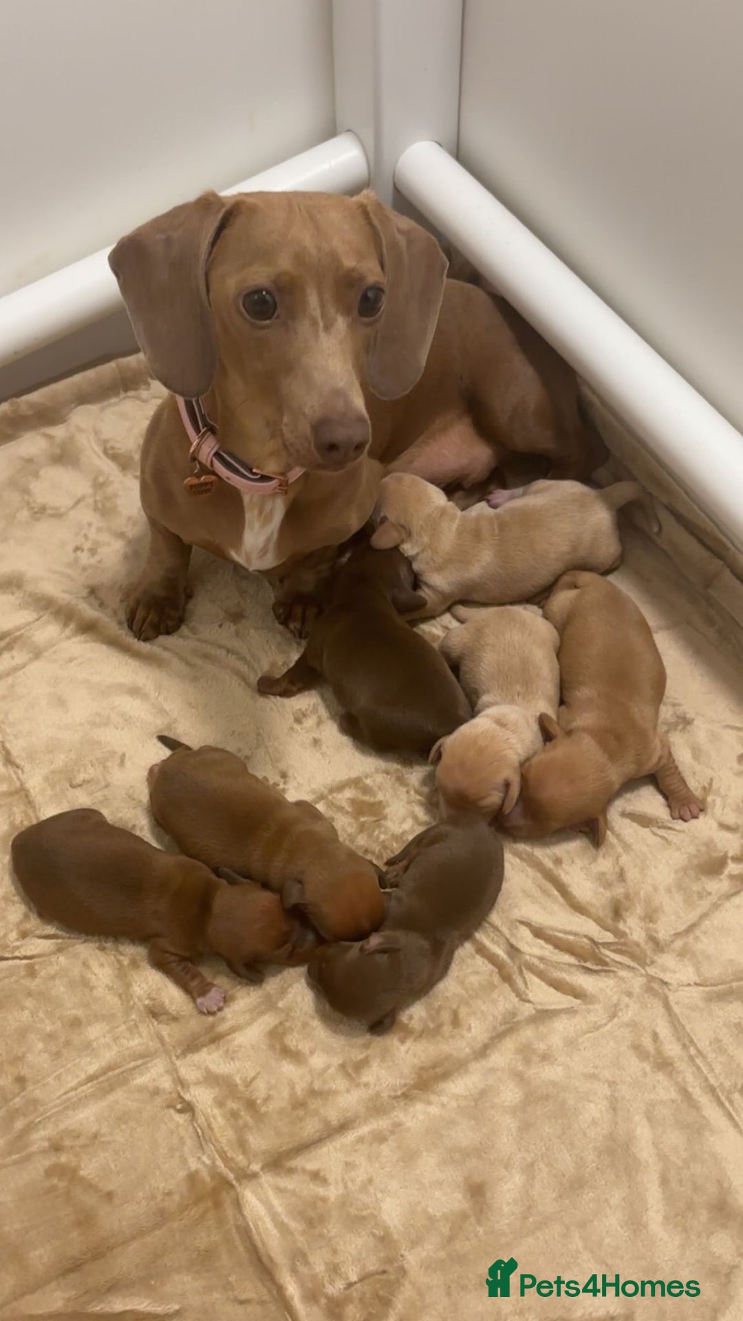 Miniature Dachshund dogs for sale: Miniature daschunds - Image 4