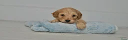 Cavapoo dogs for sale: Cute Cavapoo Puppies Looking for Forever Homes - Advert 21