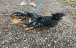 Pomeranian dogs for sale: Beautiful pomeranians - Image 25