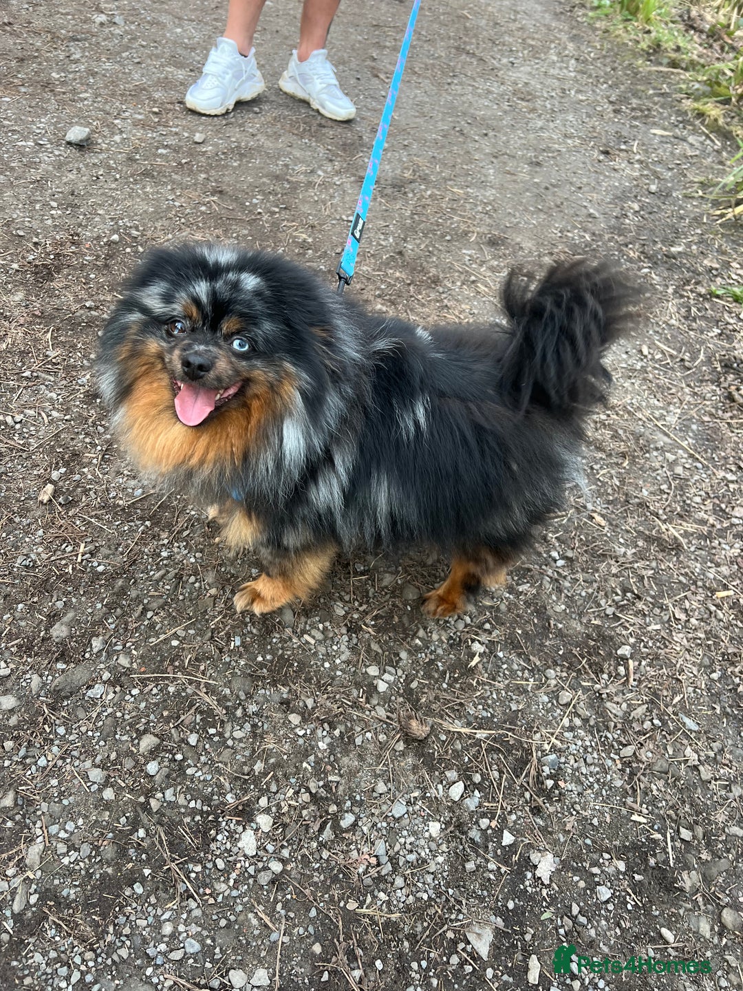 Pomeranian dogs for sale: Beautiful pomeranians - Image 25