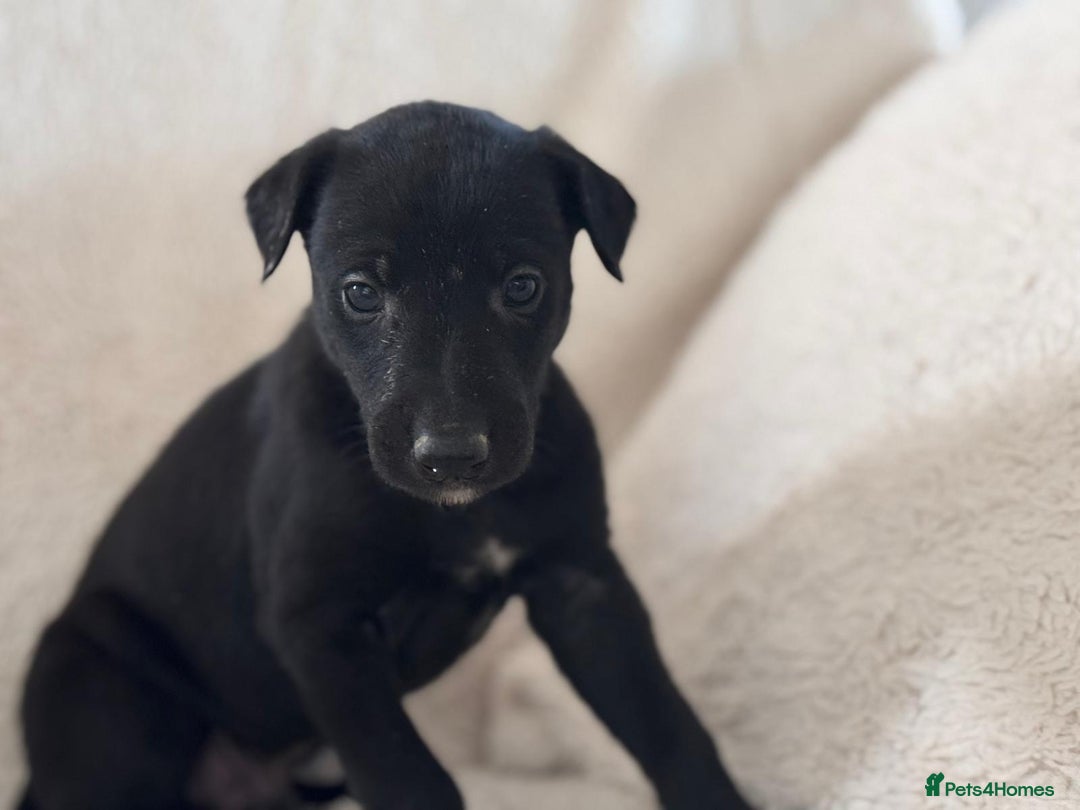 Whippet dogs for sale: Collie greyhound (GREYHOUND) - Image 7