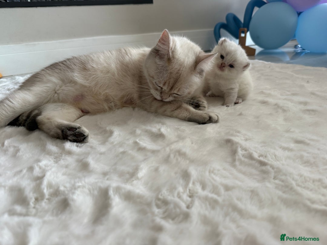 British Shorthair cats for sale: Sired by Champion FIFE dad - Golden BSH kittens - Image 3