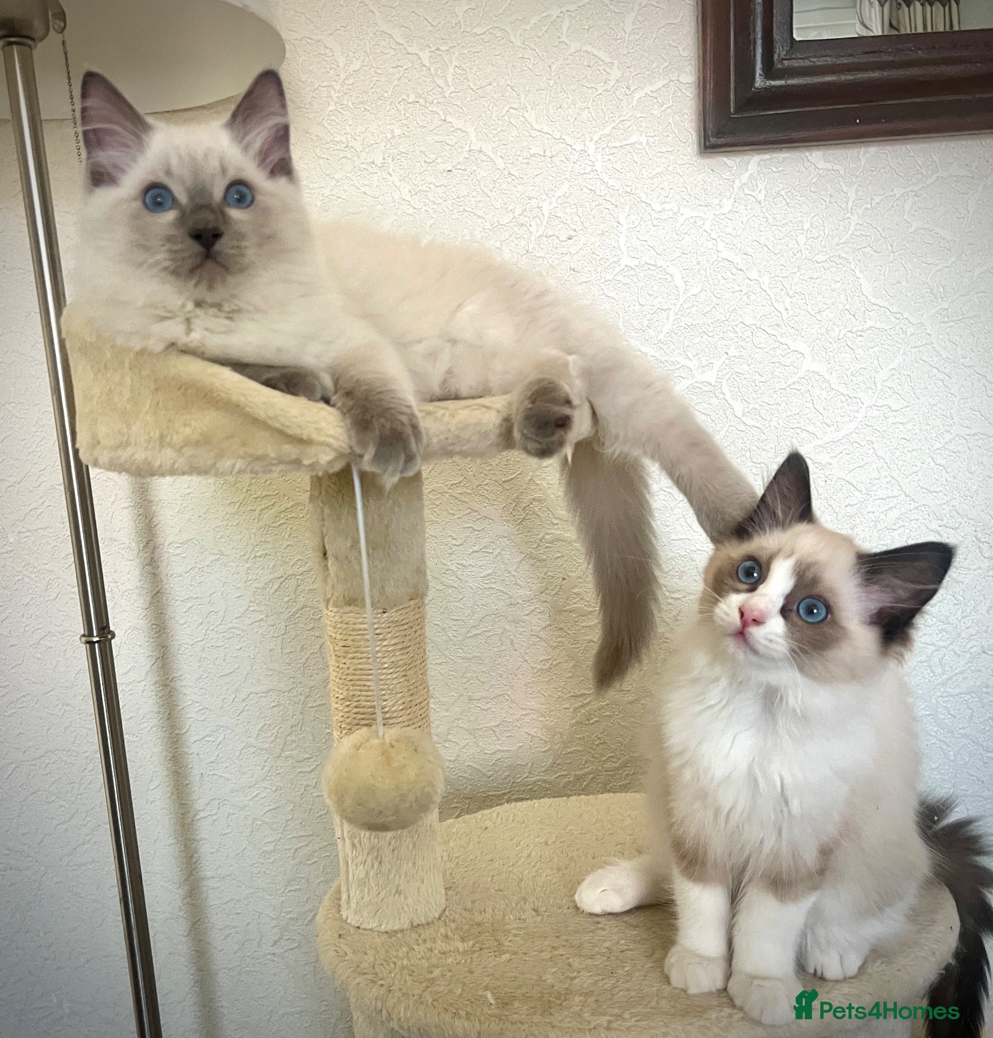 Ragdoll cats GCCF Registered Ragdoll Kittens  - Advert 1