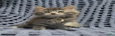 Maine Coon 2