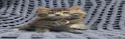 Maine Coon cats for sale: Stunning Maine Coon Kittens  - Advert 8