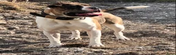 Alapaha Blue Blood Bulldog dogs for sale: Female pup. Ready now in Cambridge - Advert 12