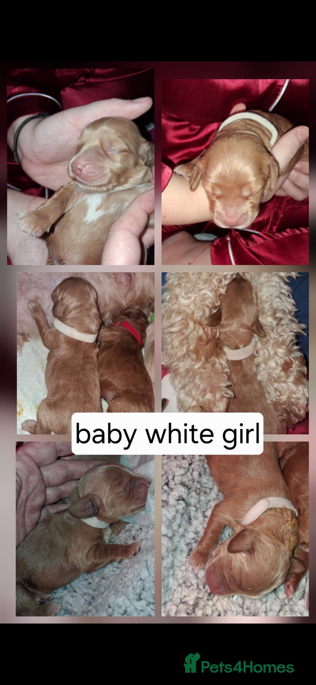 Cockapoo dogs for sale: Cockapoo puppies F2 - Advert 4