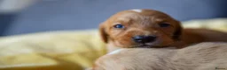 Cockerdor dogs for sale: Beautiful Dark Red Cockerdors DNAClear in Sleaford - Advert 5