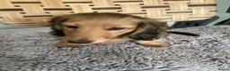 Miniature Dachshund dogs for sale: Kc reg long hair mini dachshunds dna parents  - Advert 17