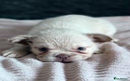 French Bulldog dogs for sale: FLUFFY FRENCH BULLDOGS  - Image 7