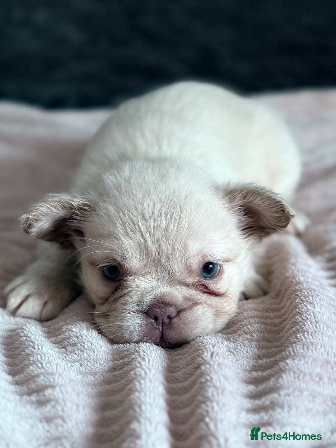 French Bulldog dogs for sale: FLUFFY FRENCH BULLDOGS  - Image 7