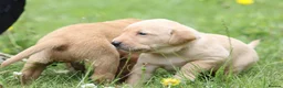 Labrador Retriever dogs for sale: Totally adorable, healthy and great line puppies - Advert 10
