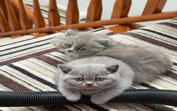British Shorthair cats for sale: British Shorthair Kittens - Image 13