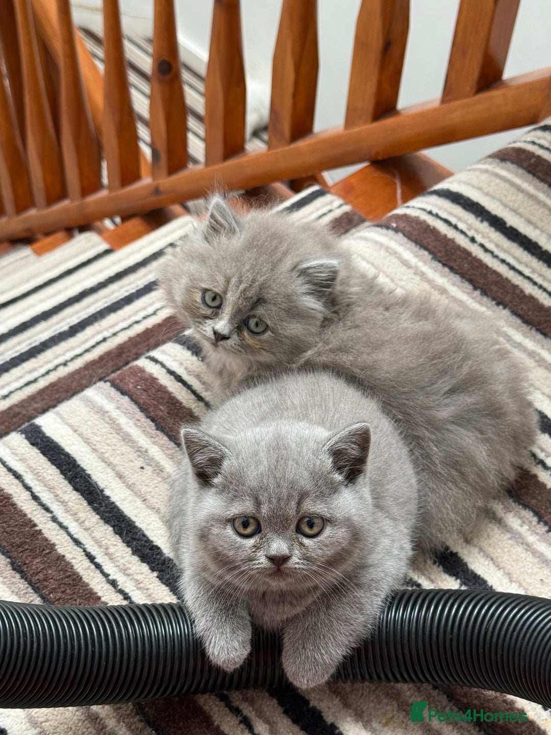 British Shorthair cats for sale: British Shorthair Kittens - Image 13