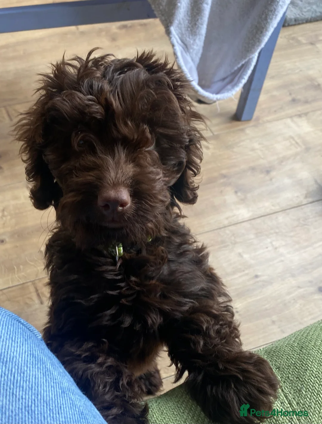 Cockapoo dogs for sale: F1 Cockapoo Puppy - Female - Advert 2