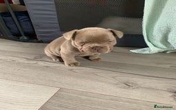 French Bulldog dogs for sale: 4 French bull dogs puppies  - Image 15