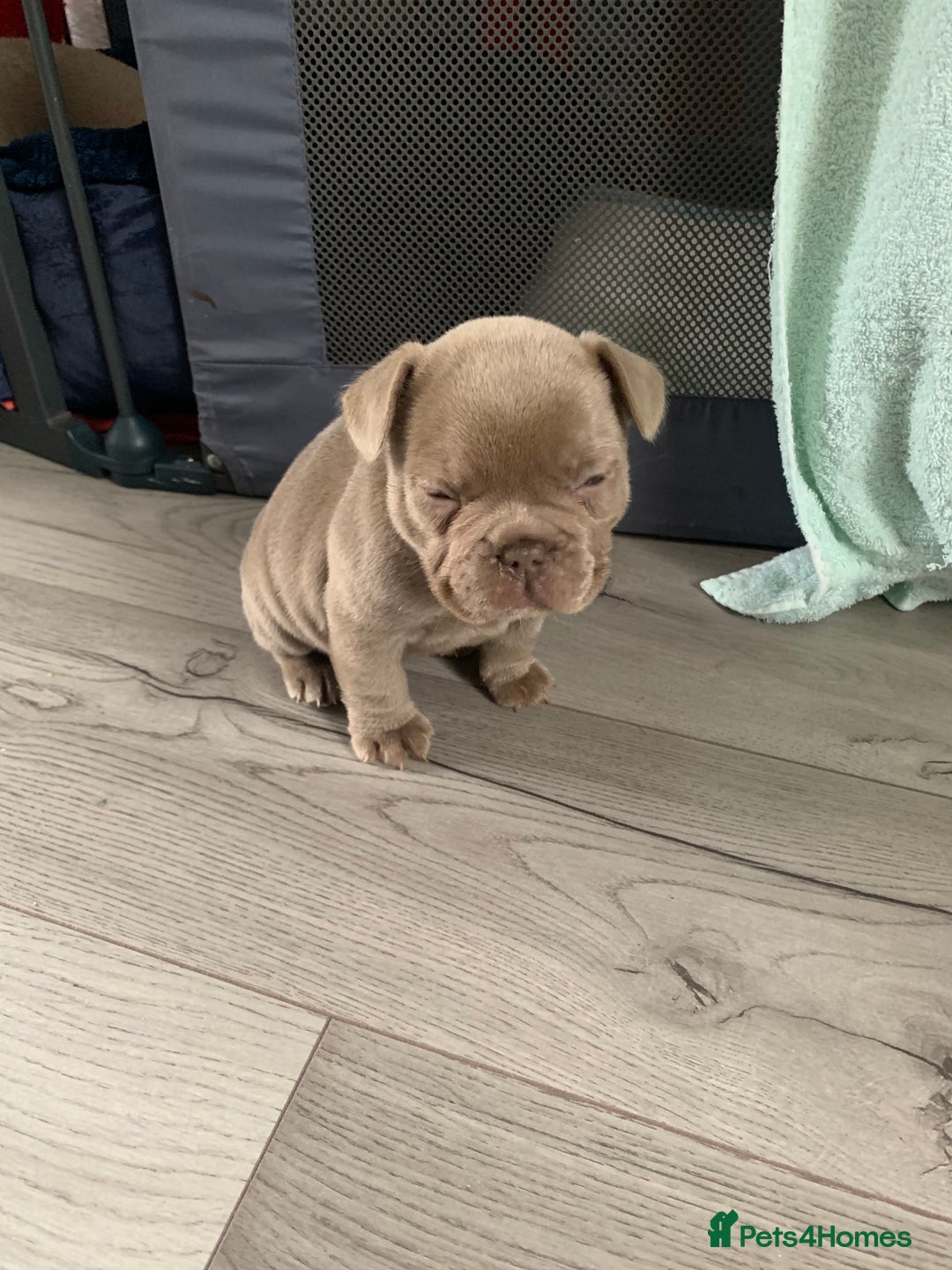 French Bulldog dogs for sale: 4 French bull dogs puppies  - Image 15