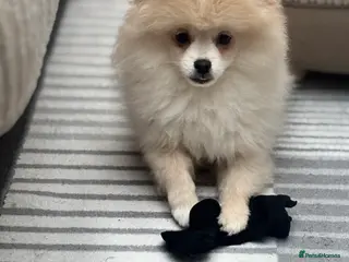Pomeranian dogs Pomeranian males looking for there forever home - Advert 11