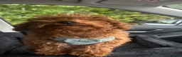 Toy Poodle dogs for sale: Loving Toy Poodle Brown  in Twickenham - Advert 7