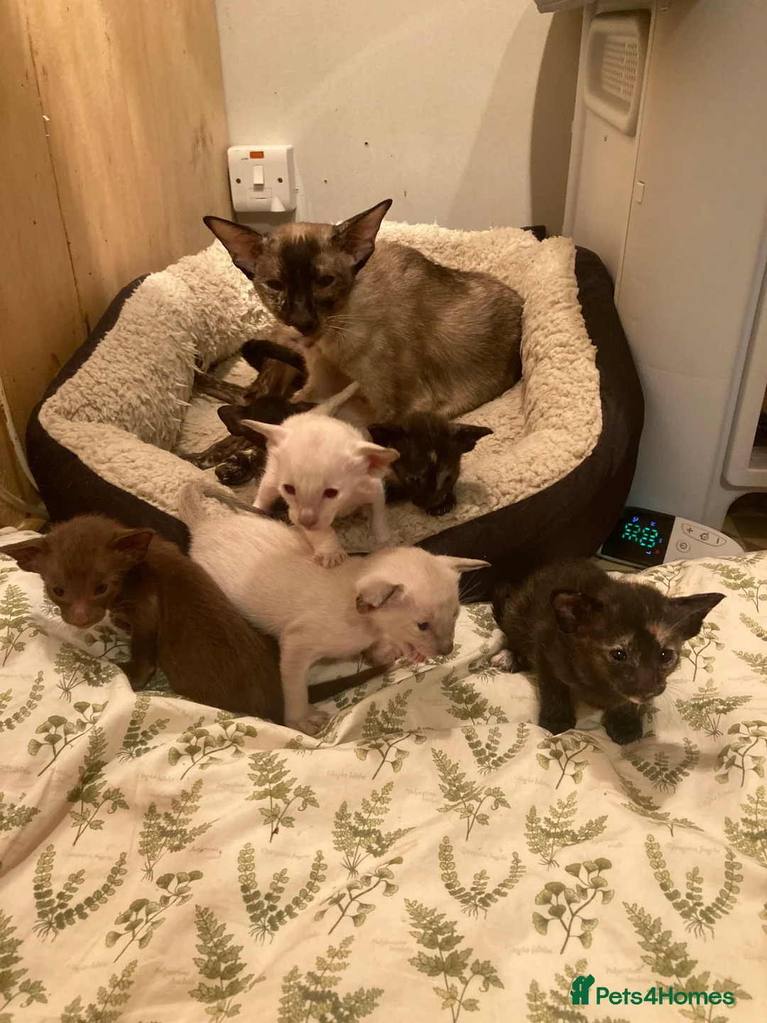 Oriental cats for sale: 2 Oriental girl kittens - Advert 6