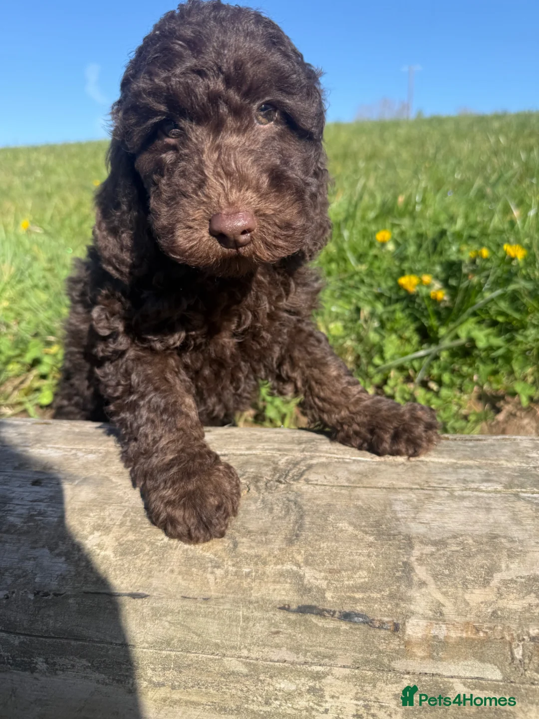 Australian Labradoodle dogs for sale: Stunning Miniature Australian Labradoodles  - Advert 1