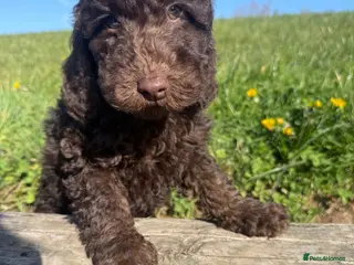 Australian Labradoodle dogs for sale: Stunning Miniature Australian Labradoodles - Advert 3
