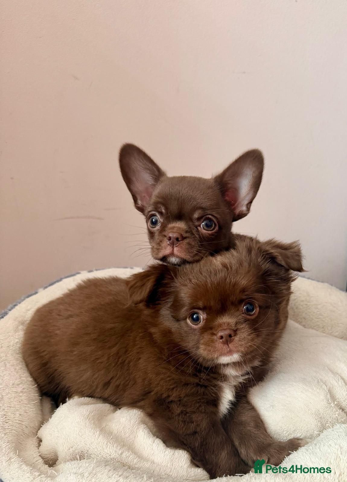 Chihuahua dogs KC puppies for sale  - Advert 17