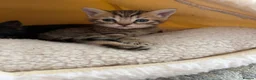British Shorthair cats for sale: Pedigree British Shorthair Kittens – Ready May - Advert 19