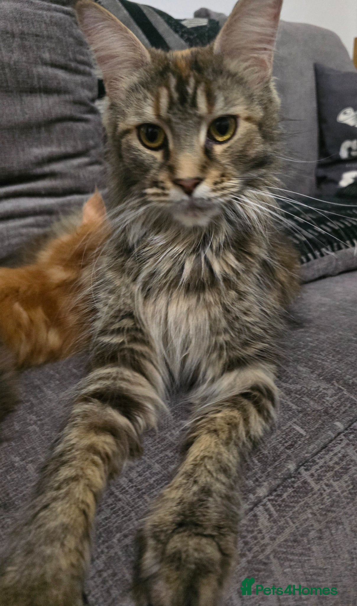 Maine Coon cats Full Mainecoon beautiful kittens  - Advert 13