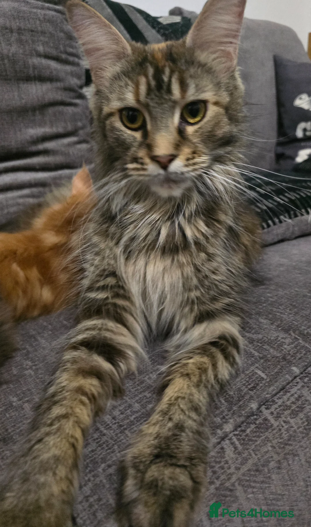 Maine Coon cats for sale: Full Mainecoon beautiful kittens  - Advert 1