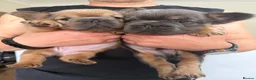 French Bulldog dogs for sale: Fluffy French Bulldog Puppies  - Advert 14