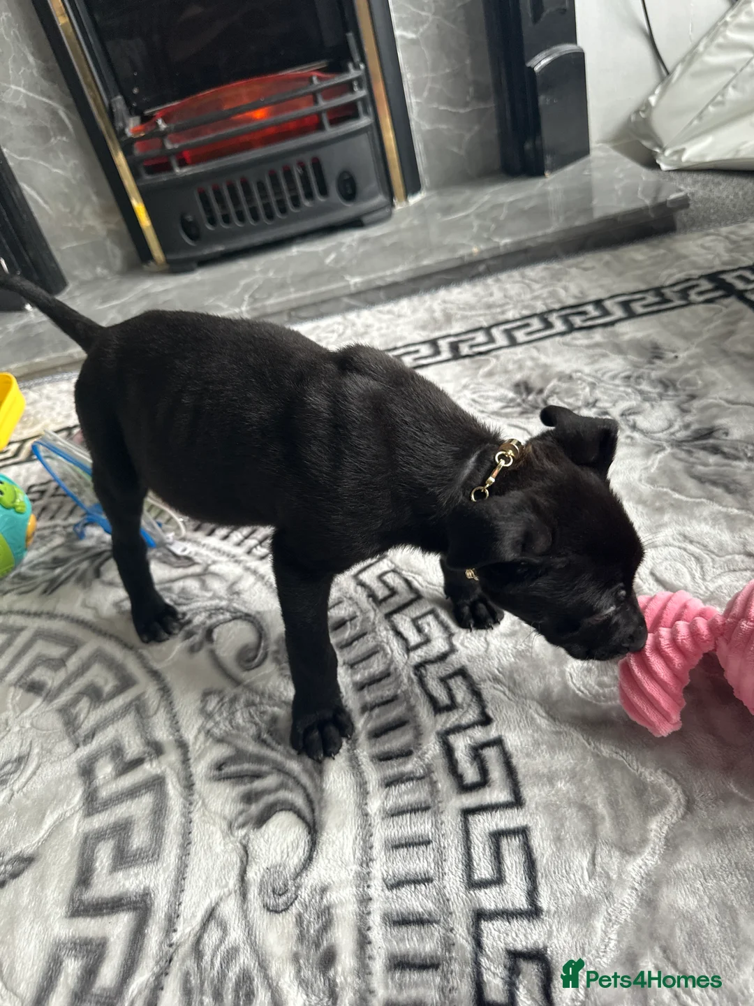 Mixed Breed dogs for sale: Belgian Malinois X pressa canerio  🔥🔥🔥🔥🔥🔥🔥 in Washington - Advert 3