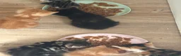 Mixed Breed cats for sale: 7 beautiful kittens  - Advert 10