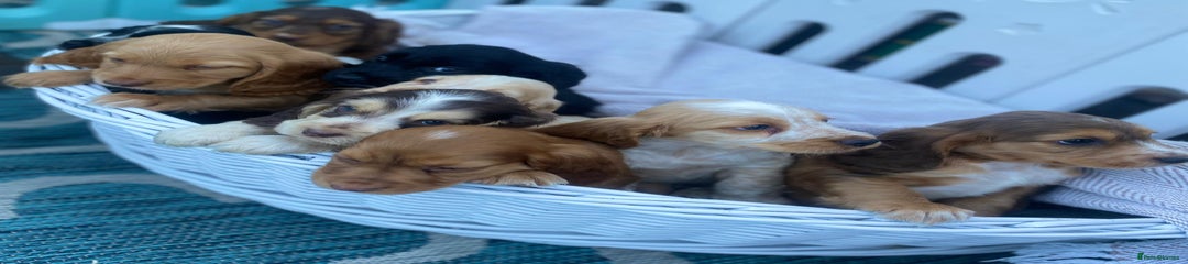 Cocker Spaniel Puppy 4