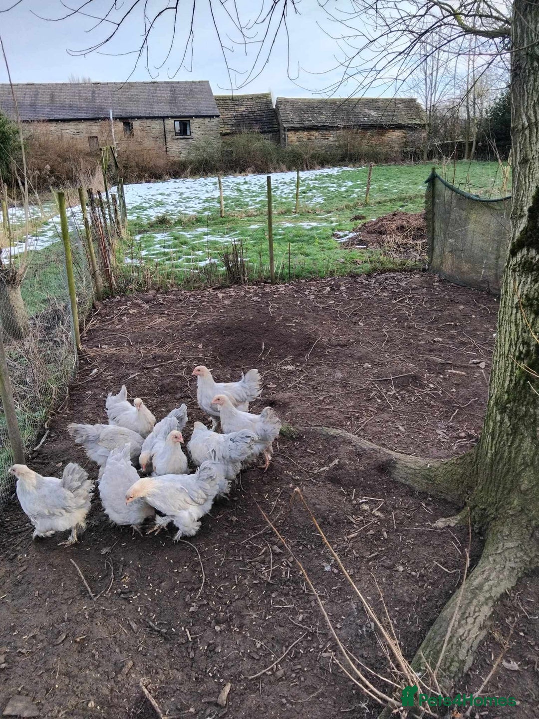 Chickens poultry for sale: Isbella Brahma  - Advert 1