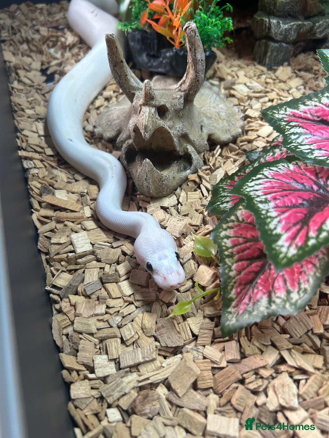 Python Snake reptiles for sale: Black eyed lucy - Advert 2
