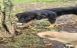 Mixed Breed dogs for adoption: Buddy Needs a Very Special Home - Image 6